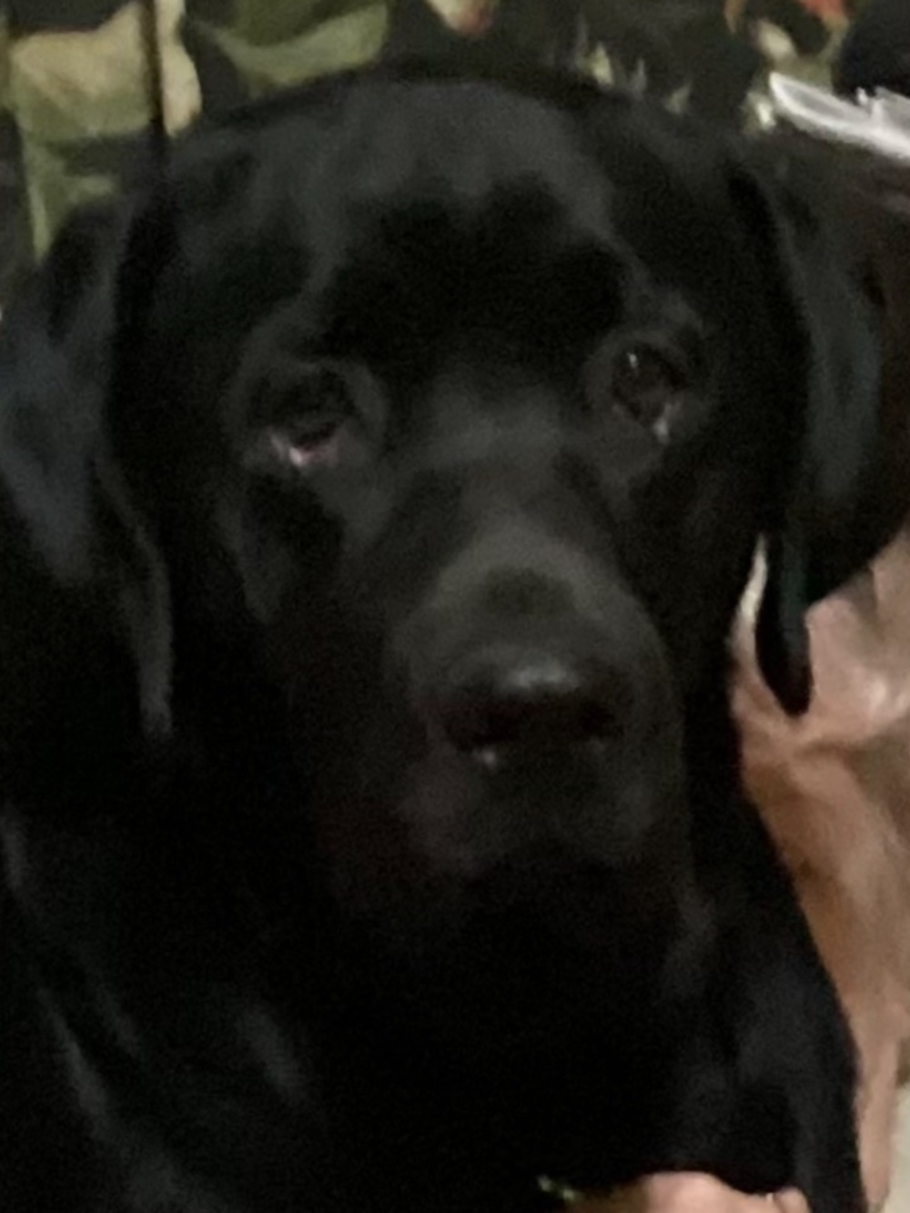 75 pounds of boundless energy